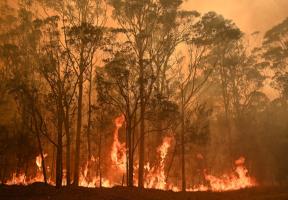 Incendie de forêt dans l'État de Nouvelle-Galles du Sud, dans le sud-est de l'Australie, en janvier 2020. La déforestation -accidentelle ou provoquée -réduit la capacité des sols à capter le CO<sub>2</sub>.