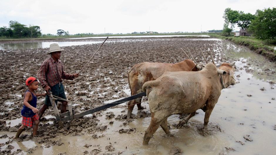L'énergie des animaux 