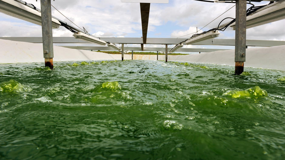 4 - Microalgae, a rising star 