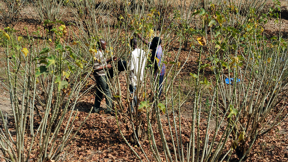 3 - L'utilisation de la ligno-cellulose des plantes