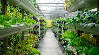 De nombreuses villes ont commencé à installer des fermes urbaines, où les plantes poussent hors sol, sous la lumière articifielle, avec apports d' eau et de fertilisants bien calibrés.   