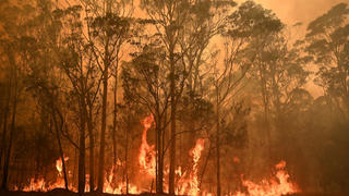 Image of a forest fire in January 2020 in the state of New South Wales, in south-eastern Australia.