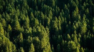France's forest stock is the third-largest in Europe in terms of volume of wood, and expanding every year.